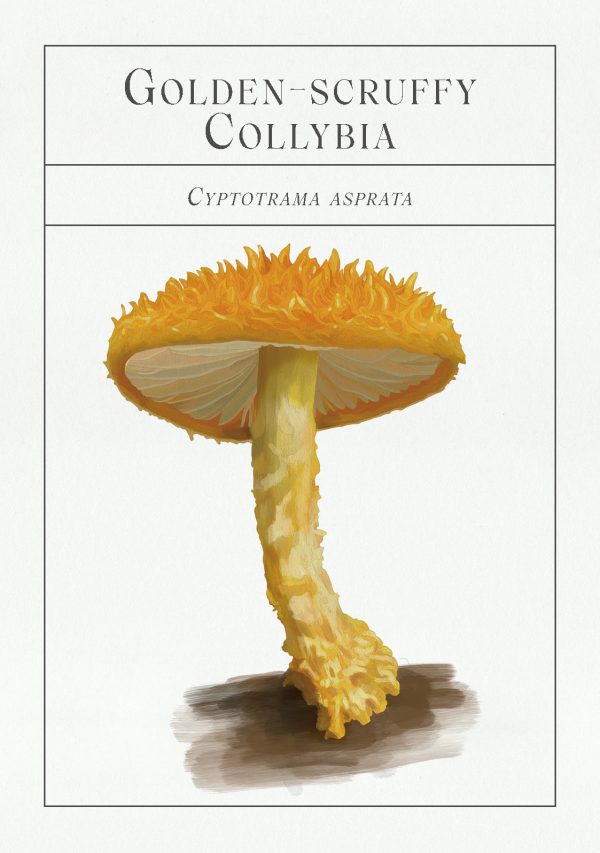 Deck of Mushrooms - An illustrated field guide to fascinating fungi