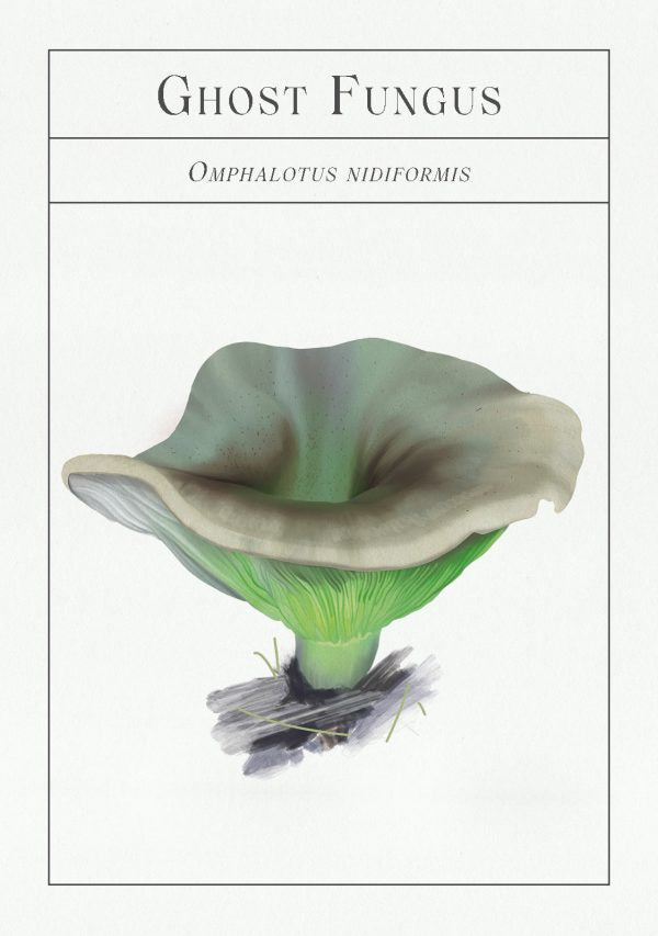 Deck of Mushrooms - An illustrated field guide to fascinating fungi