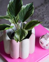 Load image into Gallery viewer, Que Rico Maia Plant Pink and White
